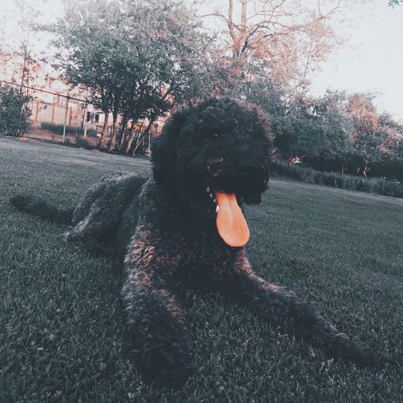 Meet your Posher, Mariah - Picture 2 of 7